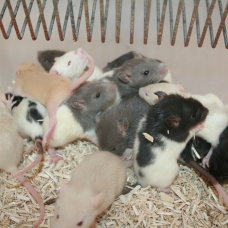 Image pour l'annonce Lot 10 rats bébé , 10 ratons