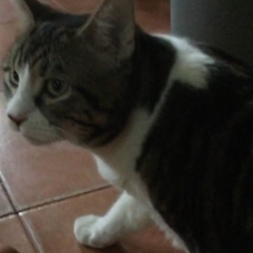 Image pour l'annonce A adopter Mitsko jeune chat de 4 ans calme et gentil