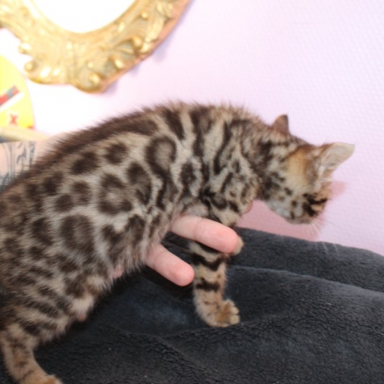 Image pour l'annonce chaton femelle bengal