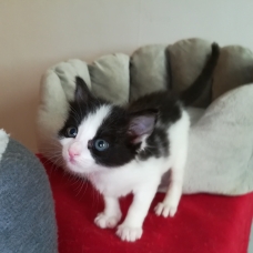 Image pour l'annonce 2 chatonnes à adopter