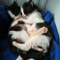 Image pour l'annonce 2 chatonnes à adopter