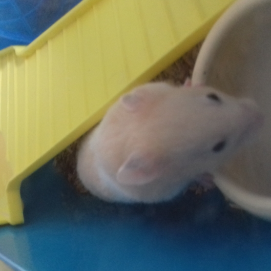 Image pour l'annonce Vend 2 hamsters doré