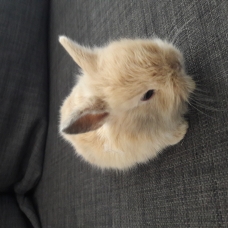 Image pour l'annonce Adorables lapins nains