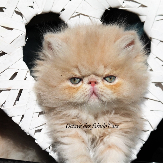 Image pour l'annonce Vends chatons persans