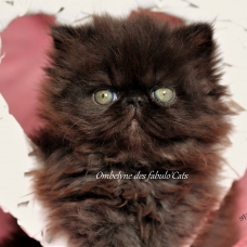 Image pour l'annonce Vends chatons persans