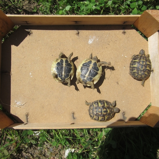Image pour l'annonce vends petites tortues de terre