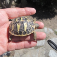 Image pour l'annonce vends petites tortues de terre