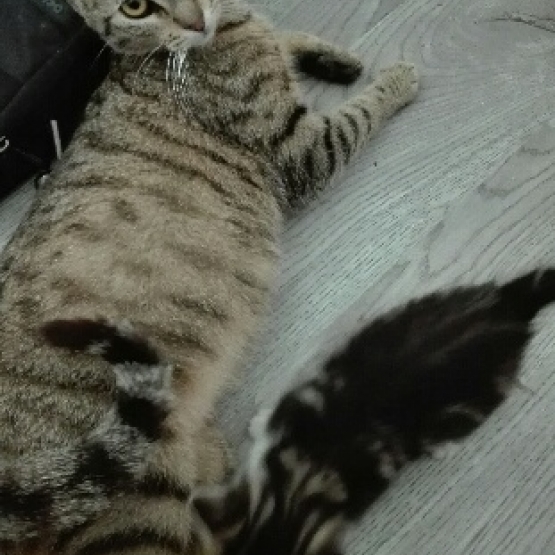 Image pour l'annonce A adopter Nesle gentille petite chatte tigrée d'un an