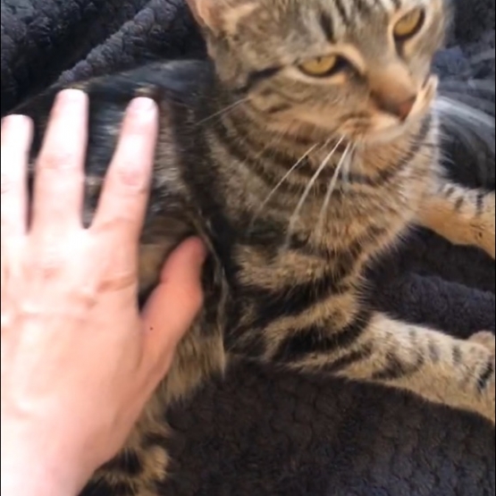 Image pour l'annonce Lynxia touchante petite chatte tigrée d'un an à adopter
