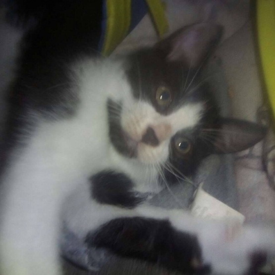 Image pour l'annonce Kouvou petit chaton noir et blanc joueur et câlin à adopter