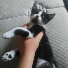 Image pour l'annonce Kouvou petit chaton noir et blanc joueur et câlin à adopter