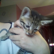 Image pour l'annonce Diamant 2,5 mois tout mimi petit chaton tigré gentil et joueur à adopter
