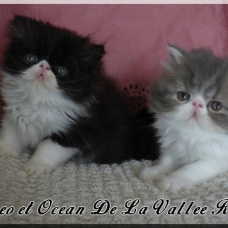Image pour l'annonce chatons persan loof