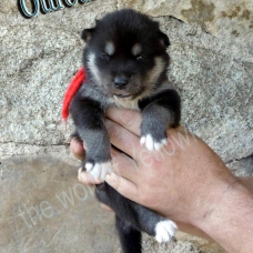 Image pour l'annonce vends magnifiques chiots husky sibérien