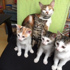 Image pour l'annonce Donne 4 adorables chatons propres et sevrés