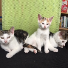 Image pour l'annonce Donne 4 adorables chatons propres et sevrés