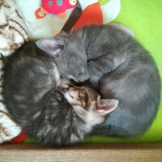 Image pour l'annonce 2 chatons fusionnels à adopter