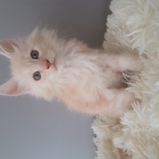 Image pour l'annonce Chaton maine coon loof