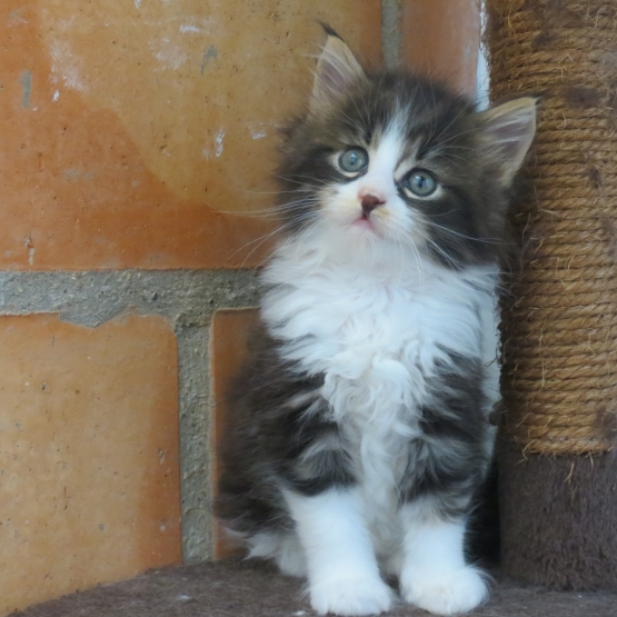 Image pour l'annonce Chaton maine coon brown Loof