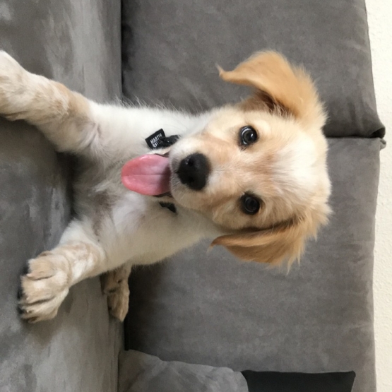 Donne chiot croisé golden retriever et berger australien Hérault (34) GRATUIT sur