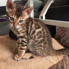 Image pour l'annonce Chatons Bengal loof