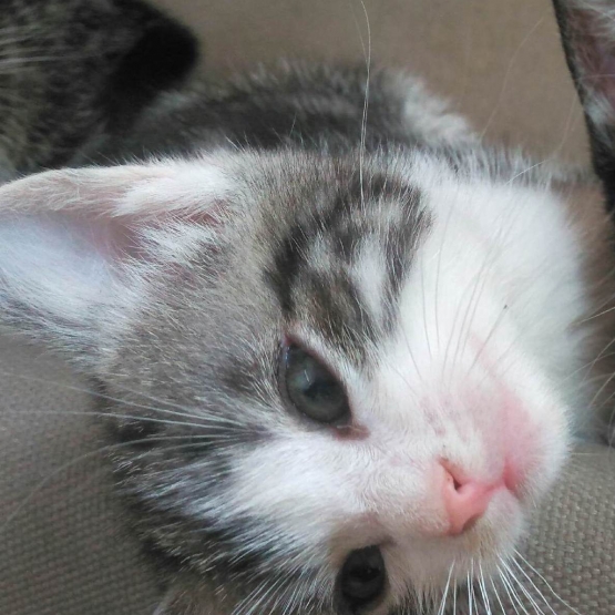 Image pour l'annonce A adopter Topaz un gentil et doux chaton ok chats