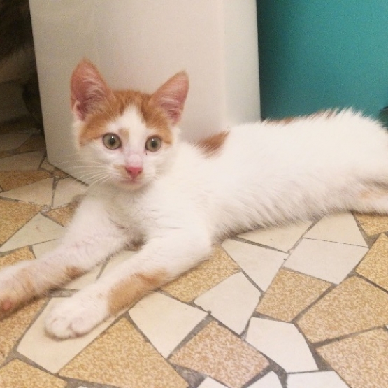 Image pour l'annonce A adopter Lili jolie petite chatonne douce, sociable ok autres chats
