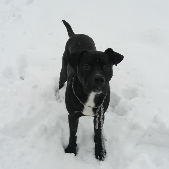 Image pour l'annonce Donne chien Labrador croisé de couleur noire