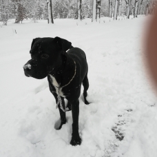 Image pour l'annonce Donne chien Labrador croisé de couleur noire