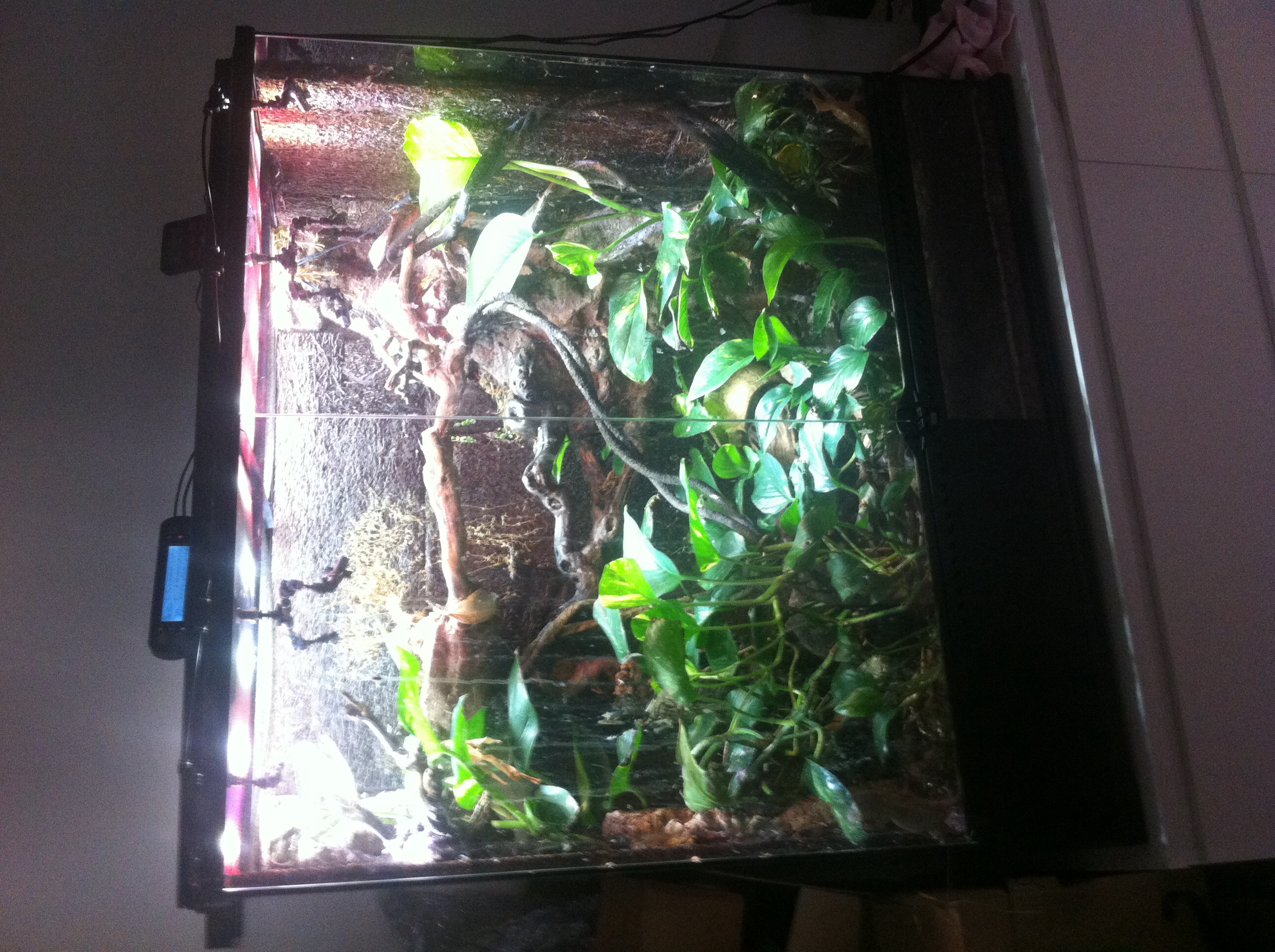 Vends terrarium avec gecko a crête SeineMaritime (76) sur