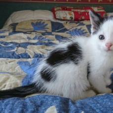Image pour l'annonce DON chatons femelles - 3 mois - association