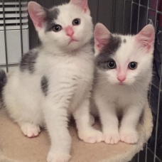 Image pour l'annonce DON chatons femelles - 3 mois - association