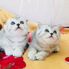 Image pour l'annonce Magnifiques chatons scottish