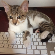 Image pour l'annonce Clyde, chaton tigré blanc, 3 mois