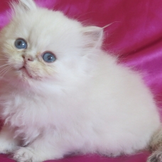 Image pour l'annonce Superbe chaton persan femelle Loof