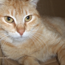 Image pour l'annonce Jolie chatte rousse à adopter sur Marseille
