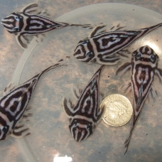 Image pour l'annonce Aquarium tropical L46 Hypancistrus Zebra Pleco Fish.