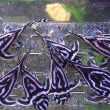 Image pour l'annonce Aquarium tropical L46 Hypancistrus Zebra Pleco Fish.
