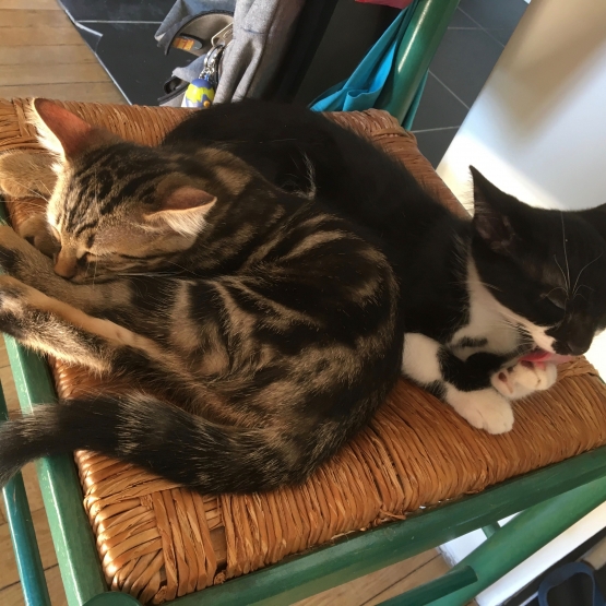 Image pour l'annonce Donne deux adorables chatons