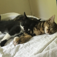 Image pour l'annonce Donne deux adorables chatons