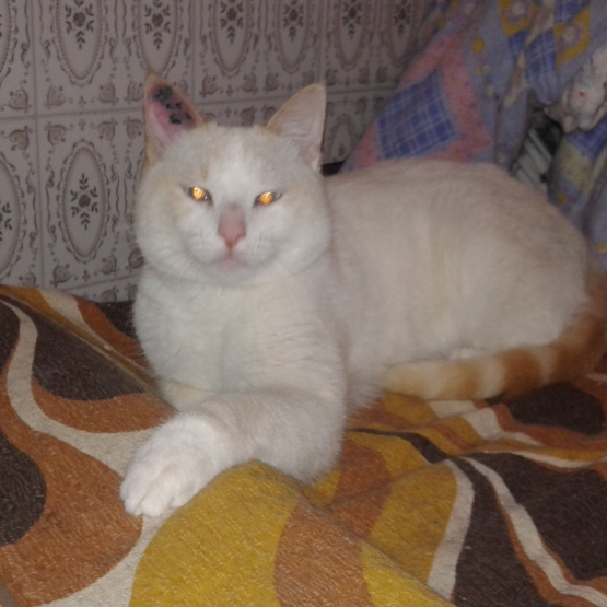 Image pour l'annonce Kenzo, Jeune chaton de 10 mois