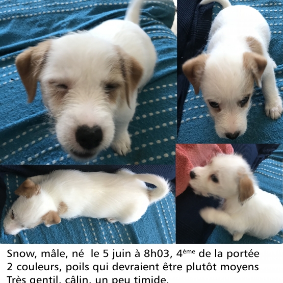Chiot croisé Jack Russel / Cotton de Tuléar Essonne (91) GRATUIT sur