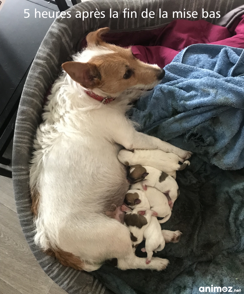 Chiot croisé Jack Russel / Cotton de Tuléar Essonne (91) GRATUIT sur