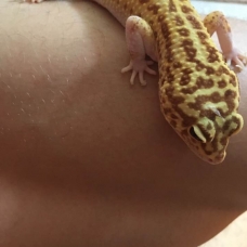 Image pour l'annonce Geckos léopard mâle et femelle (avec terrarium et équipements)
