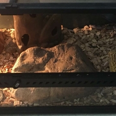 Image pour l'annonce Geckos léopard mâle et femelle (avec terrarium et équipements)