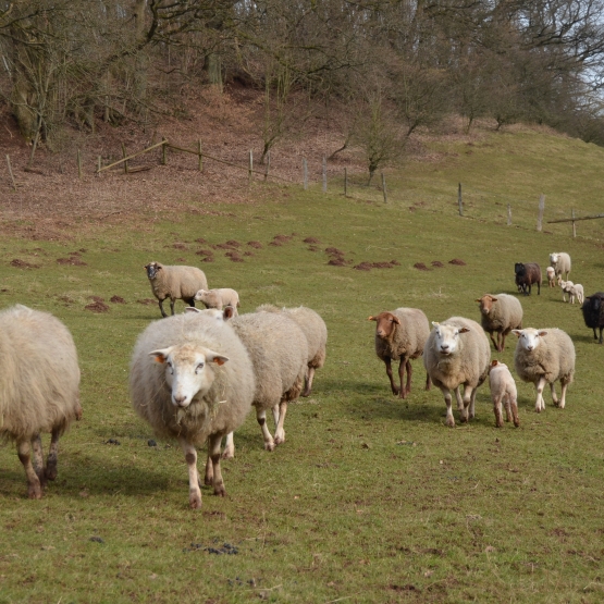 Image pour l'annonce vends moutons