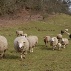 Image pour l'annonce vends moutons