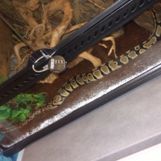 Image pour l'annonce Serpent python