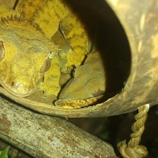 Image pour l'annonce Gecko à Crête Juvénile