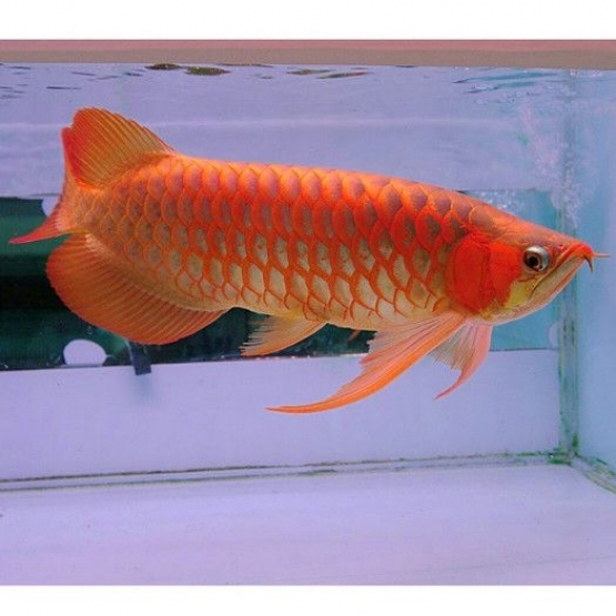 Image pour l'annonce Super poisson arowana asiatique rouge.